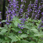 Salvia farinacea x longispicata --Indigo Spires Sage--