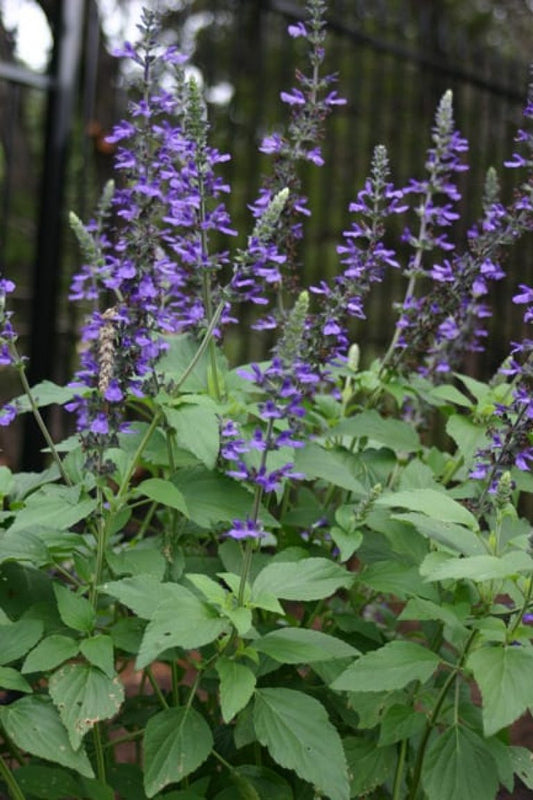 Salvia farinacea x longispicata --Indigo Spires Sage--