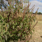 BASIL 'African Tree' --Ocimum suave--