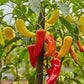PEPPER 'Sweet Banana'