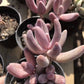 Pachysedum 'Ganzhou'