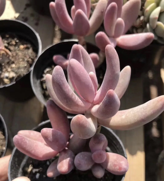 Pachysedum 'Ganzhou'