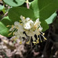 Lonicera albiflora --Western White Honeysuckle--