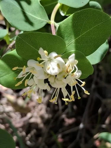 Lonicera albiflora --Western White Honeysuckle--