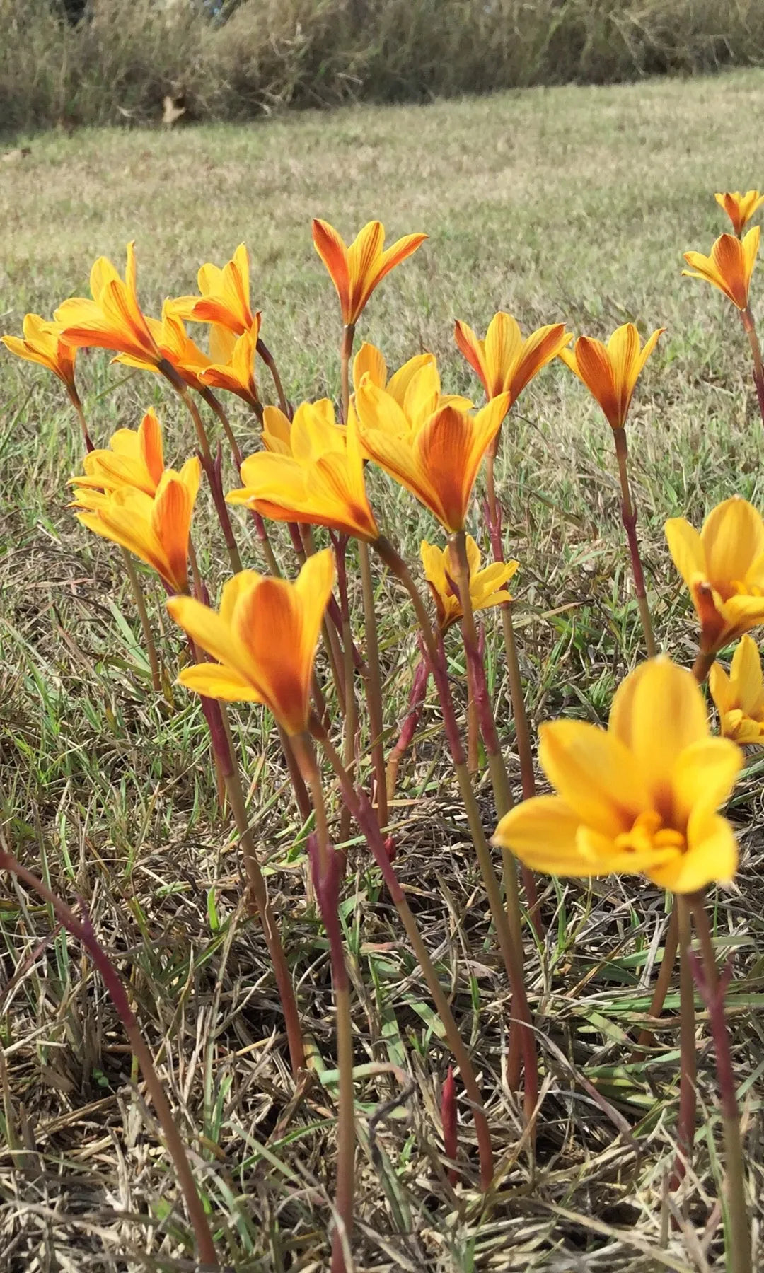 Habranthus tubispathus --Rio Grande Copper Rain Lily--