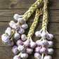 GARLIC 'Early Purple Italian' --Allium sativum--