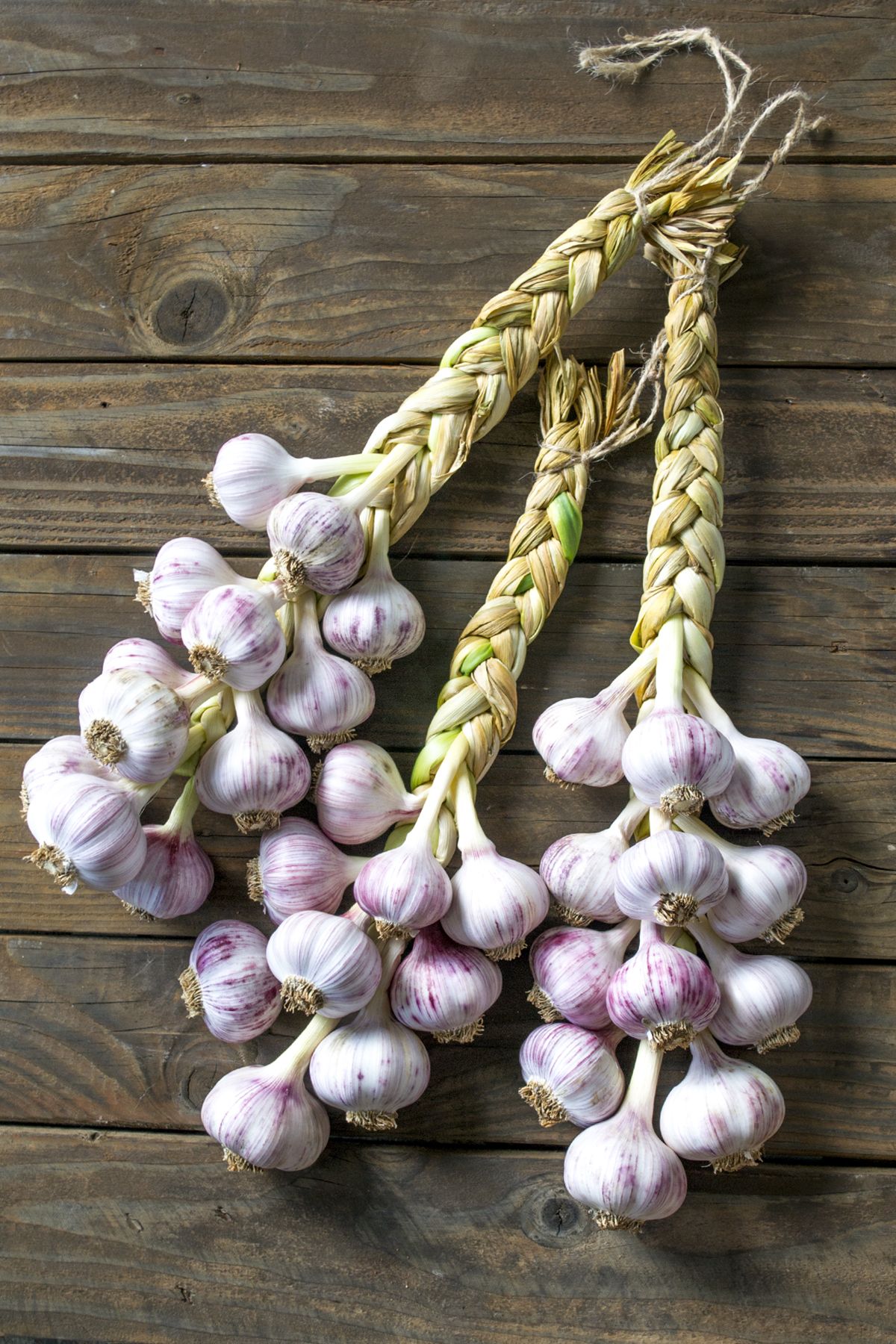 GARLIC 'Early Purple Italian' --Allium sativum--