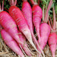 RADISHES 'China Rose'