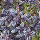 BASIL 'Red Freddy Genovese' --Ocimum basilicum--