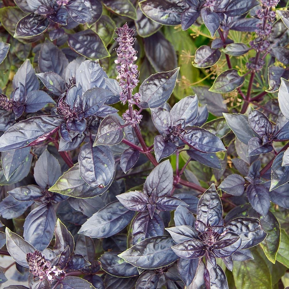 BASIL 'Red Freddy Genovese' --Ocimum basilicum--