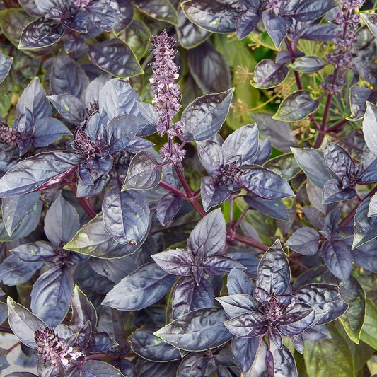 BASIL 'Red Freddy Genovese' --Ocimum basilicum--
