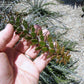 Alluaudia humbertii