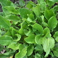 SORREL 'Garden' --Rumex acetosa--