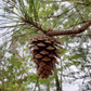 Pinus taeda --Improved Loblolly Pine--