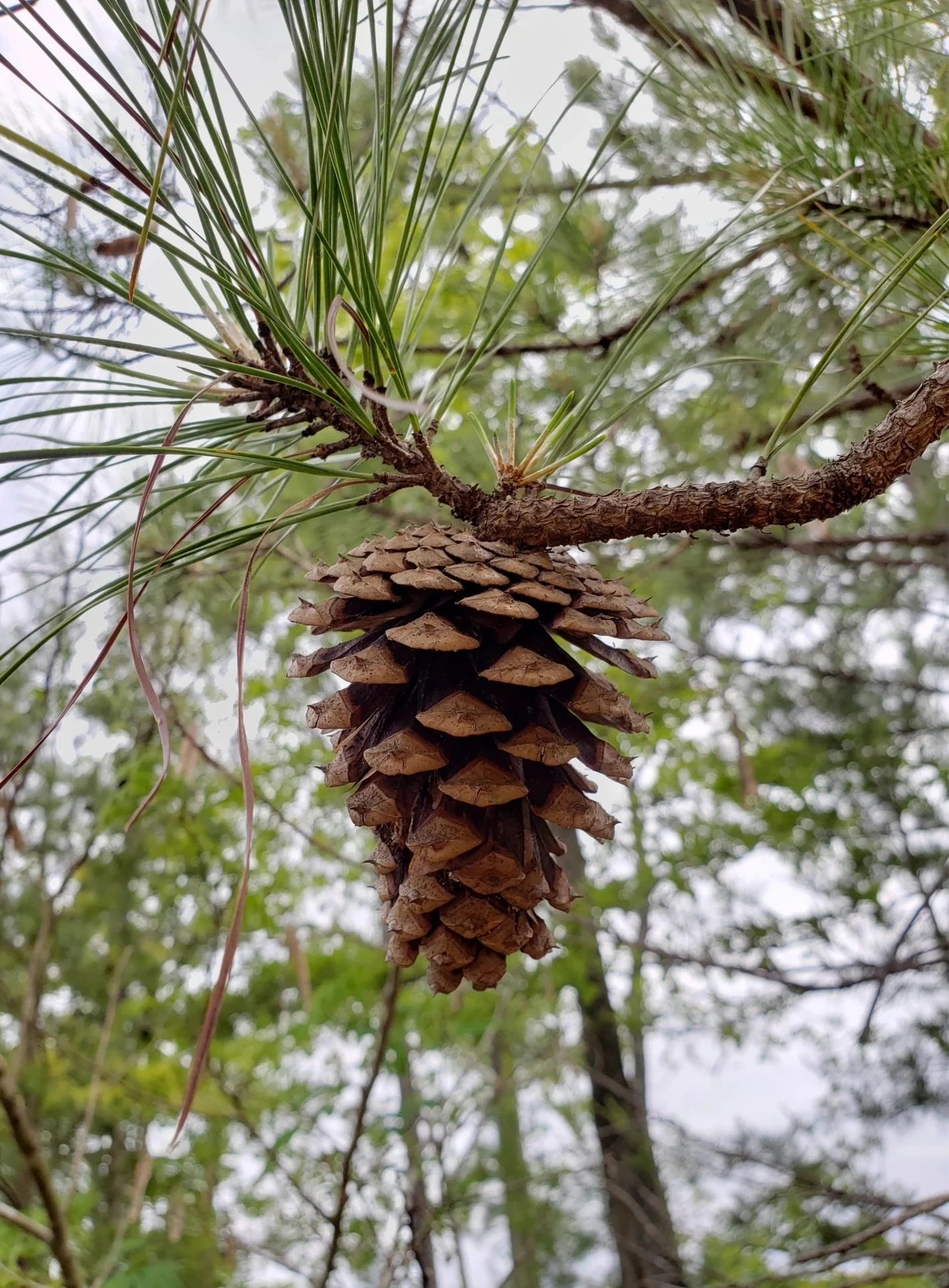 Pinus taeda --Improved Loblolly Pine--
