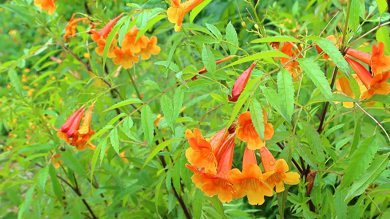 Tecoma stans --Sangria Esperanza--