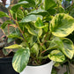 Peperomia obtusifolia 'Marble'
