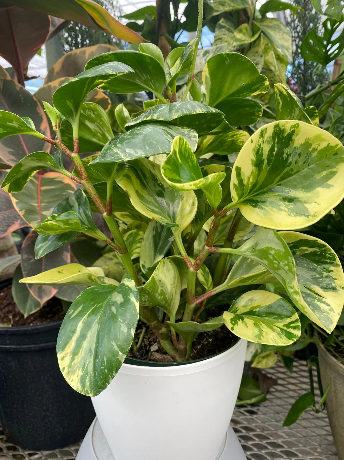 Peperomia obtusifolia 'Marble'
