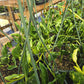 Epipremnum --Shangri La Variegated Pothos--