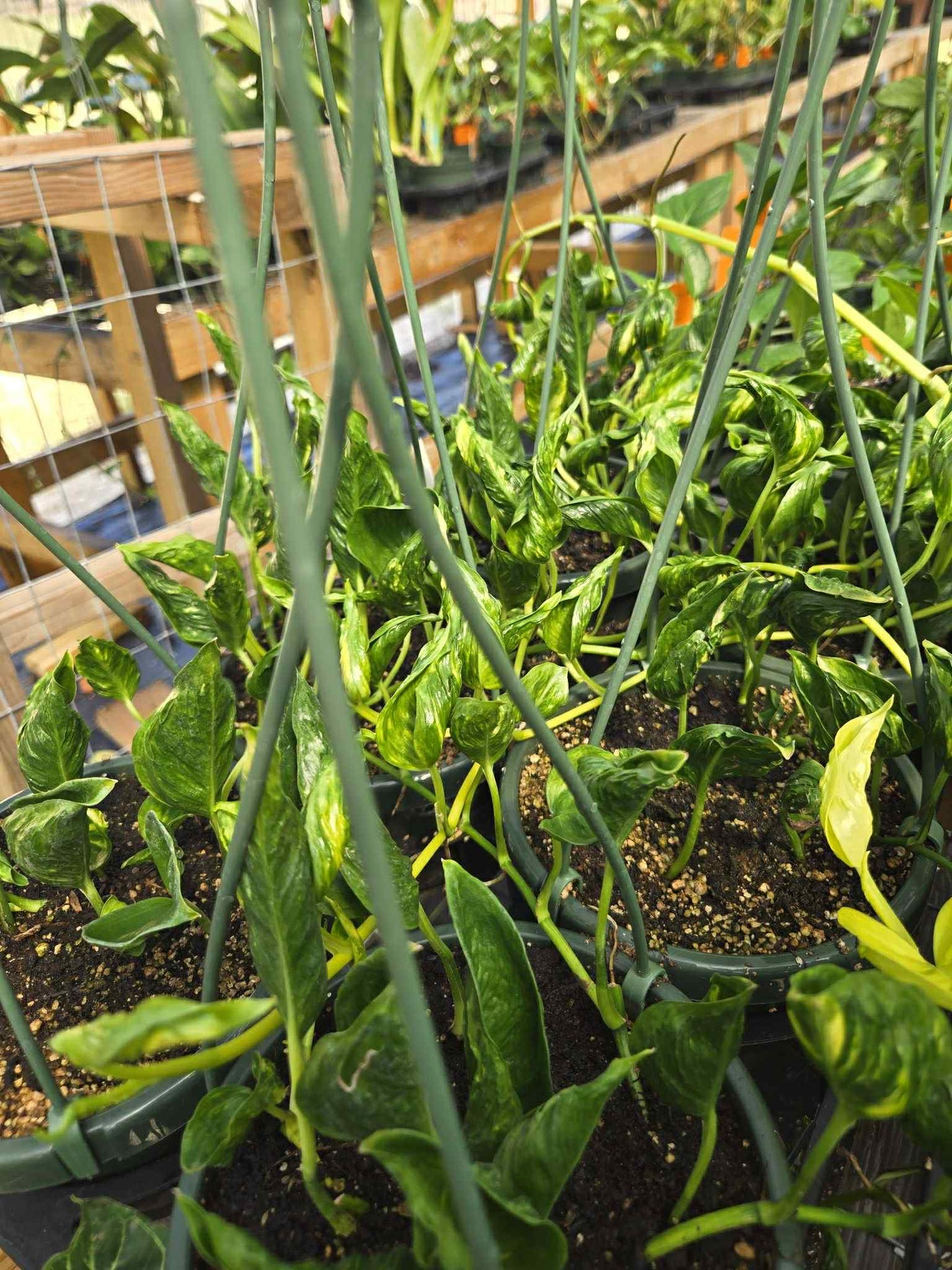 Epipremnum --Shangri La Variegated Pothos--