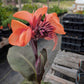 Canna x generalis --Peach Canna--