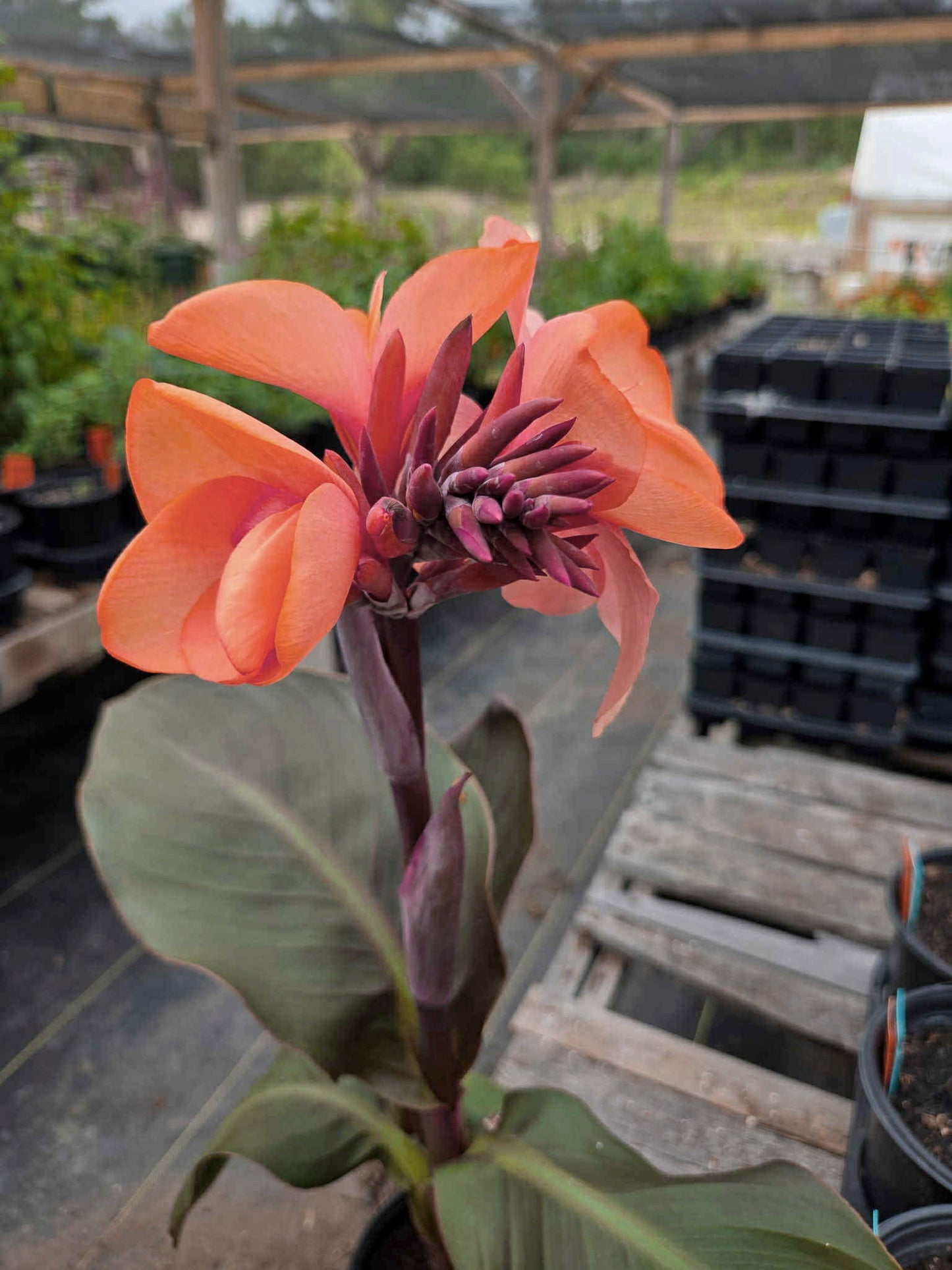 Canna x generalis --Peach Canna--
