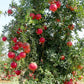 POMEGRANATE 'Iranian Red' --Punica granatum 'Iranian'--