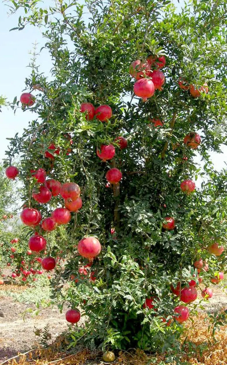 POMEGRANATE 'Iranian Red' --Punica granatum 'Iranian'--