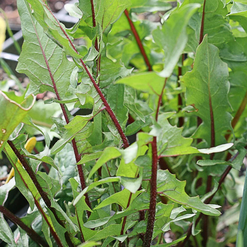 DANDELION GREENS 'Garnet Stem' --Cichorium intybus--