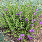 Scutellaria suffrutescens x resinosa --Violet Cloud Skullcap--