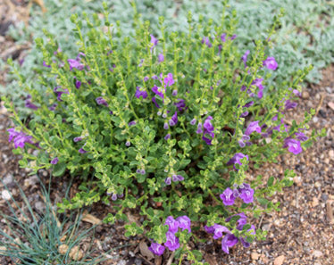Scutellaria suffrutescens x resinosa --Violet Cloud Skullcap--