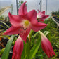 Crinum --Infusion Lily--