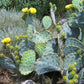 NOPALES 'Green' --Opuntia cacanapa--