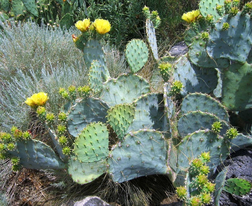 NOPALES 'Green' --Opuntia cacanapa--
