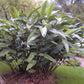 GINGER 'Shell' --Alpinia zerumbet--