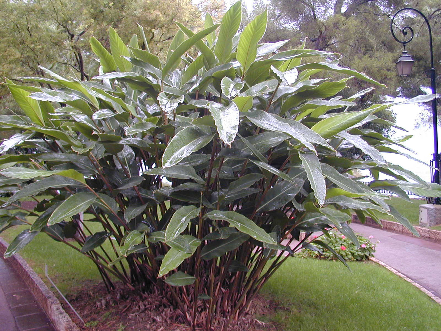 GINGER 'Shell' --Alpinia zerumbet--