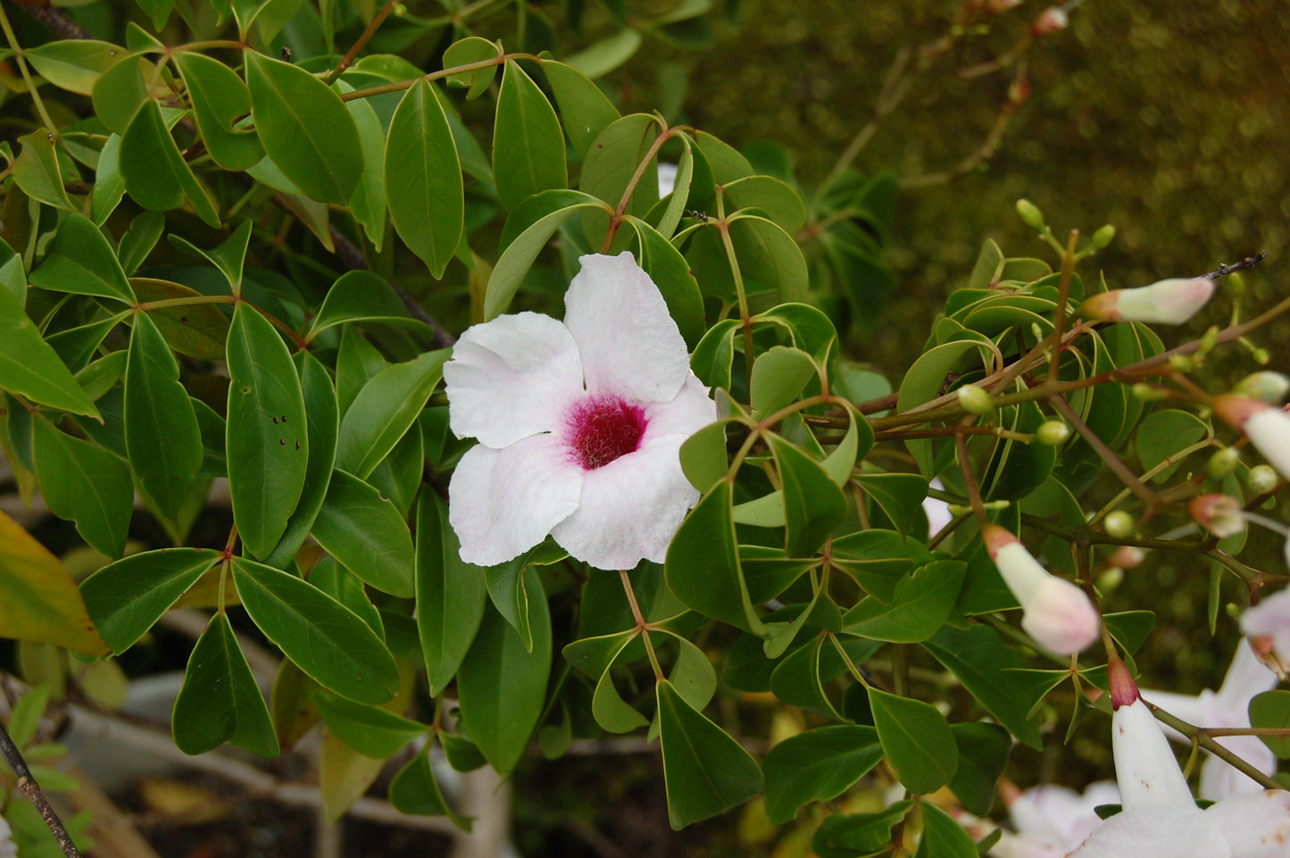 Pandorea jasminoides --Pandora Vine--