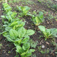 SPINACH 'Bloomsdale Longstanding'