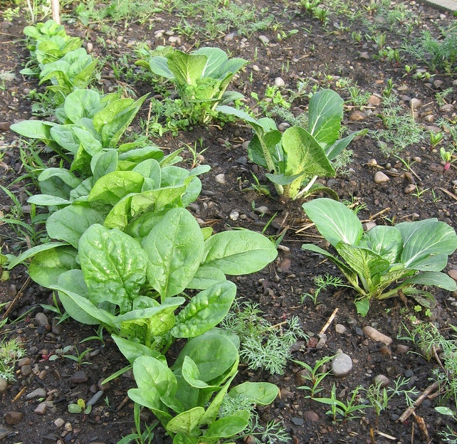 SPINACH 'Bloomsdale Longstanding'