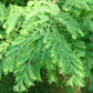 Metasequoia glyptostroboides --Dawn Redwood--