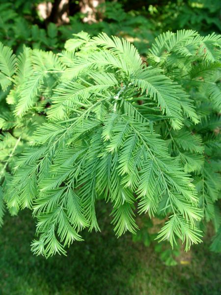 Metasequoia glyptostroboides --Dawn Redwood--