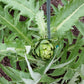ARTICHOKE 'Tavor'