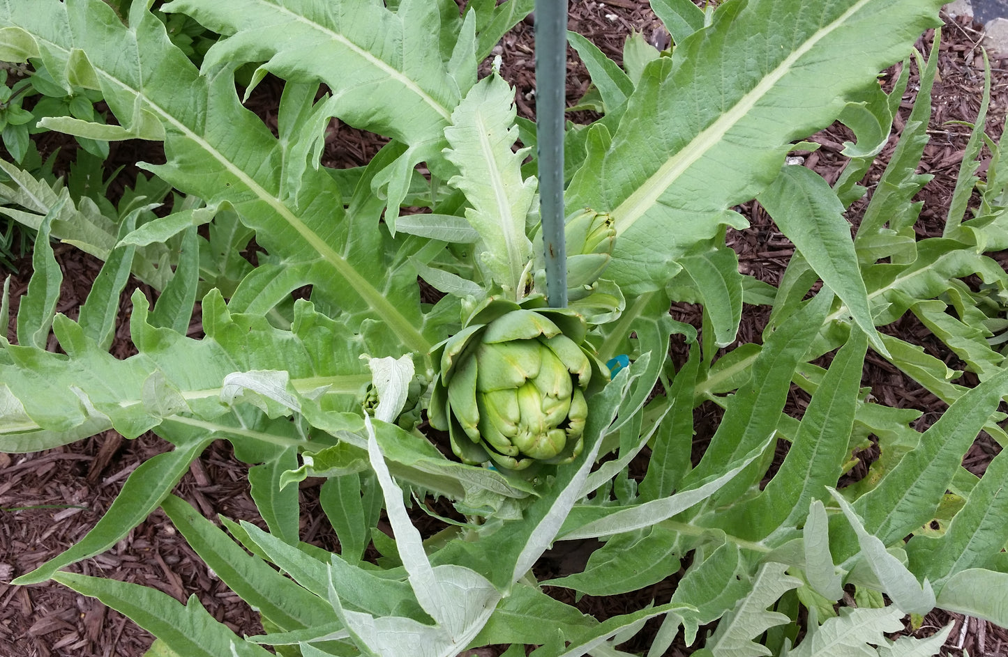 ARTICHOKE 'Tavor'