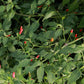 PEPPER 'Puta Madre' --Capsicum chacoense--
