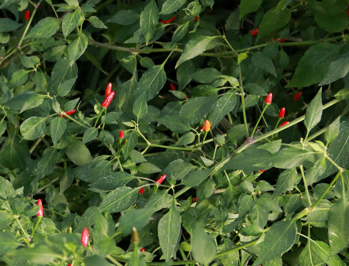 PEPPER 'Puta Madre' --Capsicum chacoense--