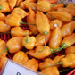 PEPPER 'Ají Mango' --Capsicum baccatum--