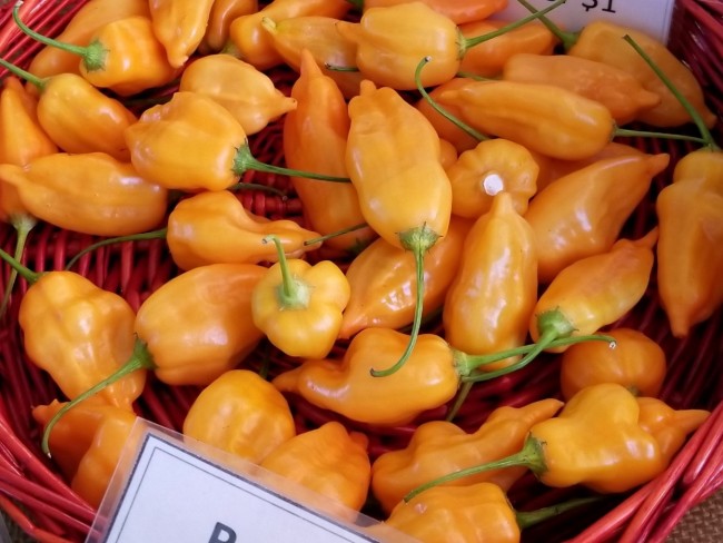 PEPPER 'Ají Mango' --Capsicum baccatum--