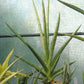 Sansevieria suffruticosa --Green Spears Snake Plant--