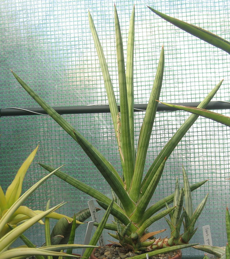 Sansevieria suffruticosa --Green Spears Snake Plant--