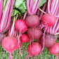 BEETS 'Guardsmark Chioggia'